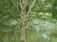 Silver birch jacquemontii for sale  NEWTOWNARDS