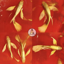 aquarium guppies for sale  Houston