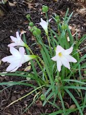 White pink rain for sale  Charleston