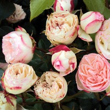 Mini eden rose gebraucht kaufen  Haselünne