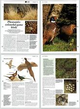 Pheasants colourful game for sale  SLEAFORD