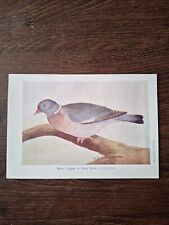 Vintage wood pigeon for sale  DERBY