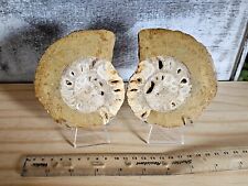Sale large ammonite for sale  HUDDERSFIELD