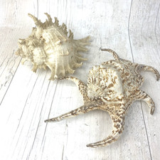 Natural ramose murex for sale  WOKING