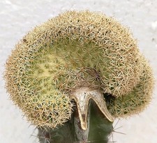 Coryphantha radians cristate usato  Lecce