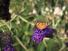 Live monarch blue for sale  USA