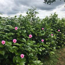 Camelia japonica rosa gebraucht kaufen  Mönchengladbach