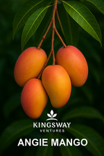 Zill angie mango for sale  Hialeah