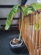 Banana plant large for sale  BRIDGWATER