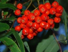 Schwedische mehlbeere xelbeere gebraucht kaufen Schwedische mehlbeere xelbeere gebraucht kaufen  Essen