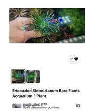 Mix rare plants usato  Baschi