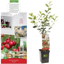 Sour cherry tree for sale Sour cherry tree for sale  CAMBRIDGE