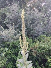 150 great mullein for sale  North Vernon