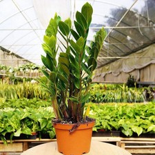 Plant live plant for sale  USA