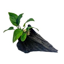 Aquaone anubias barteri gebraucht kaufen  Worms