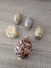 Muschel sammlung cypraea gebraucht kaufen  Kerpen