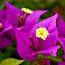 Bougainvillea spectabilis usato  Italia