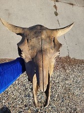 Bison skull real for sale  Egan