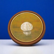 Vintage sea urchin for sale  EASTBOURNE