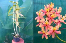 Epidendrum radicans hybride usato  Spedire a Italy
