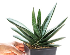 Gasteria disticha vittata d'occasion  France