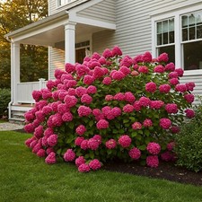 Hydrangea plant live for sale  Omaha