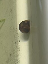 900 ramshorn snails for sale  Dunn