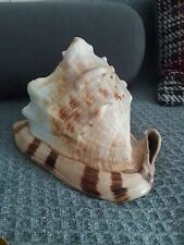 Muschel schnecke deko gebraucht kaufen  Ochsenfurt