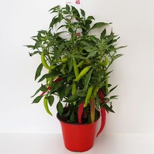 Peperoncino capsicum red usato  Bella