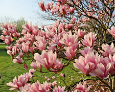 scented shrubs for sale scented shrubs for sale WOLVERHAMPTON