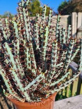 Euphorbia aeruguinosa stem for sale  CLACTON-ON-SEA