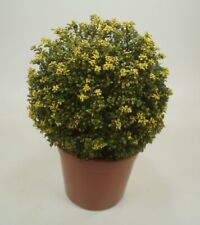 Ilex crenata convexa gebraucht kaufen  Goch