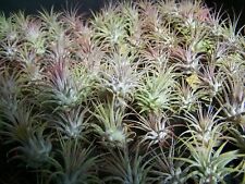 Ionantha bromeliad tillandsia for sale  Goleta