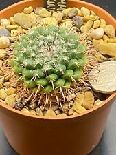 Mammillaria uncinata ch242 for sale  MOLD