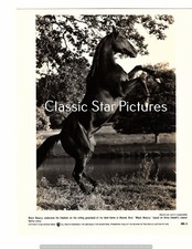 C353 black beauty for sale  Madison
