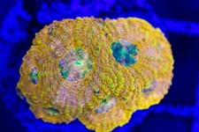 Rainbow enchinada coral for sale  Placentia