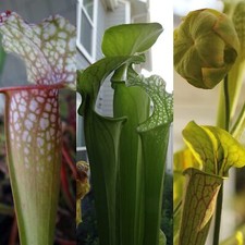 Live carnivorous pitcher for sale  San Jose