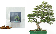 Chinese elm bonsai for sale  HENLEY-IN-ARDEN