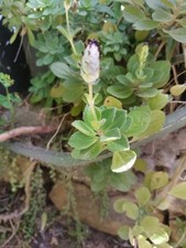 3talee plectranthus forsteri. usato  Caronia