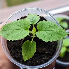 Paulownia tomentosa for sale  NOTTINGHAM