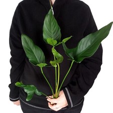 Anubias hastifolia xxl for sale  HOUNSLOW
