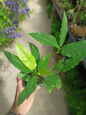 Ficus salicifolia plant d'occasion  La Baule-Escoublac
