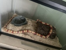 Honduran milk snake for sale  El Paso