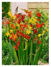 Crocosmia large flowering for sale  CRAWLEY