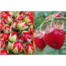 Pomodoro litchi pomodoro usato  Trappeto