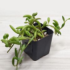 Succulent plant senecio for sale  San Jose