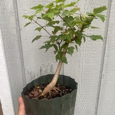 Trident maple pre for sale  York Haven