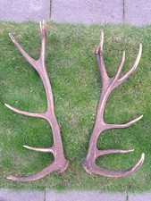 Geweihe abwurfstangen kapitale gebraucht kaufen Geweihe abwurfstangen kapitale gebraucht kaufen  Stutensee