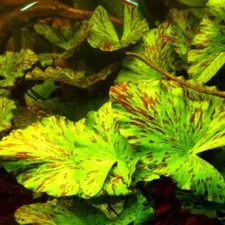 plante aquarium d'occasion plante aquarium d'occasion Expédié en Belgium