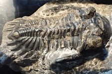 Asteropyge hollardops mesocris gebraucht kaufen  Düsseldorf